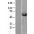 Western Blot: Calreticulin Lysate [NBL1-08655] - Western Blot experiments. 
Left-Control; Right -Over-expression Lysate for CALR
